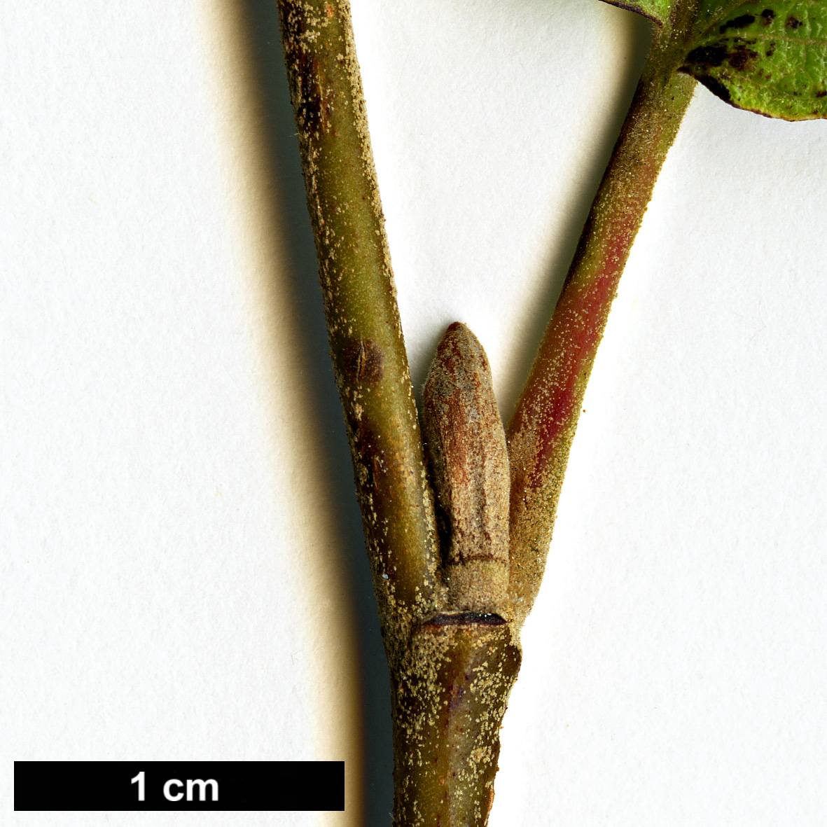 High resolution image: Family: Hamamelidaceae - Genus: Hamamelis - Taxon: japonica × H.vernalis